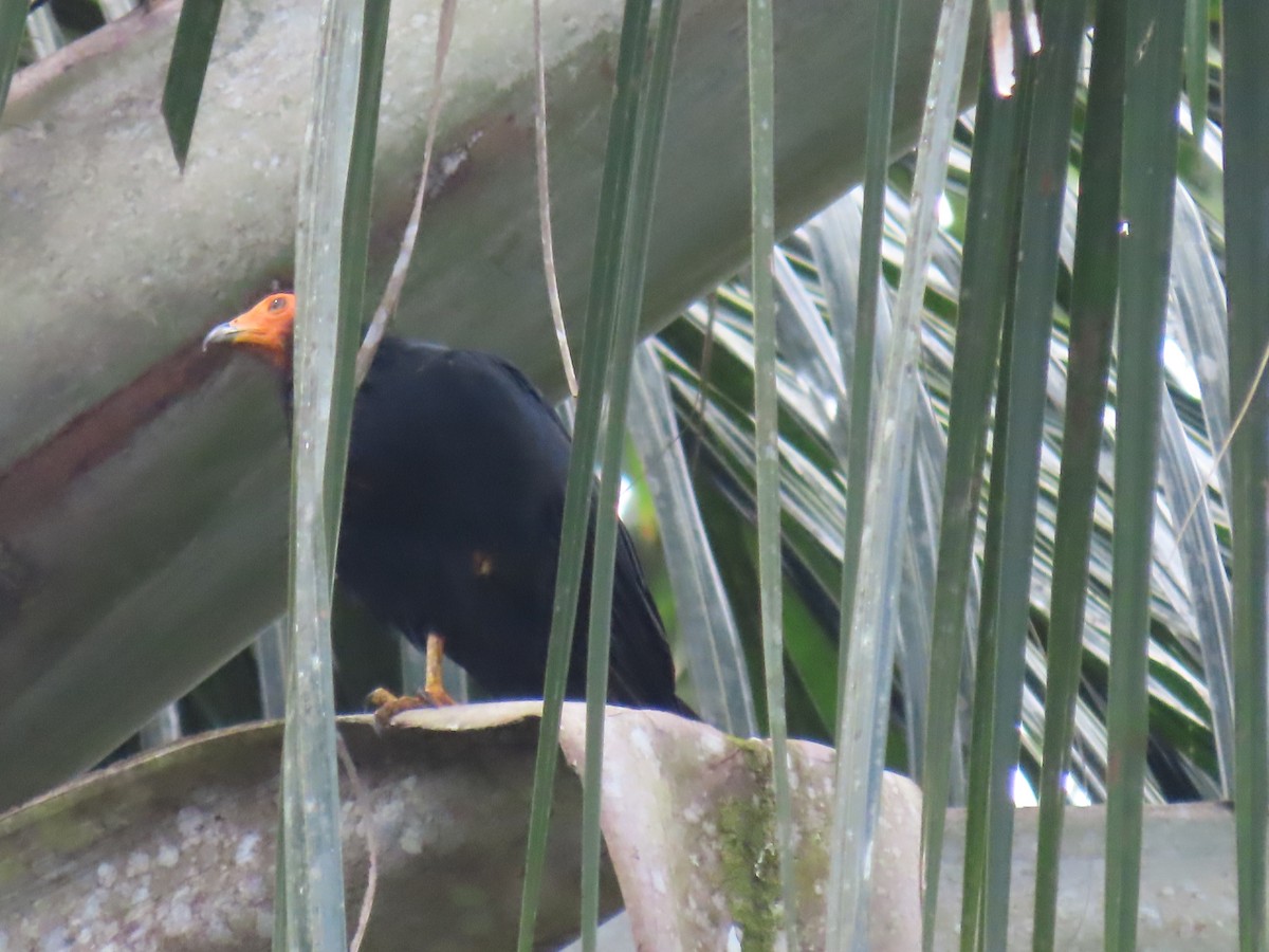 Siyah Karakara - ML645780817