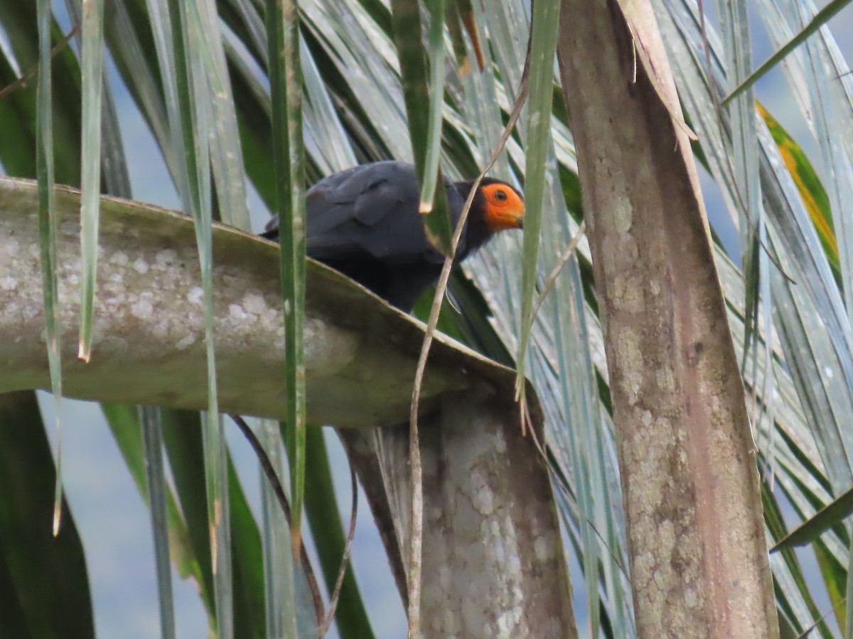 Siyah Karakara - ML645780820