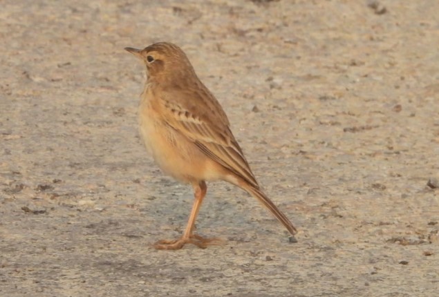 Çeltik İncirkuşu - ML645780826