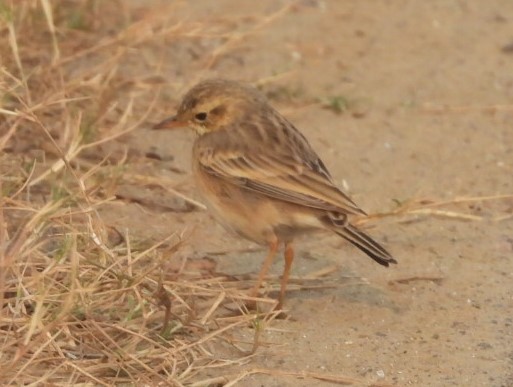 Çeltik İncirkuşu - ML645780827