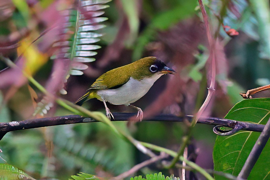 Cream-throated White-eye - ML645780839