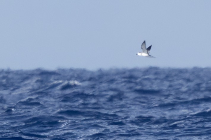 Cook's Petrel - ML645780849