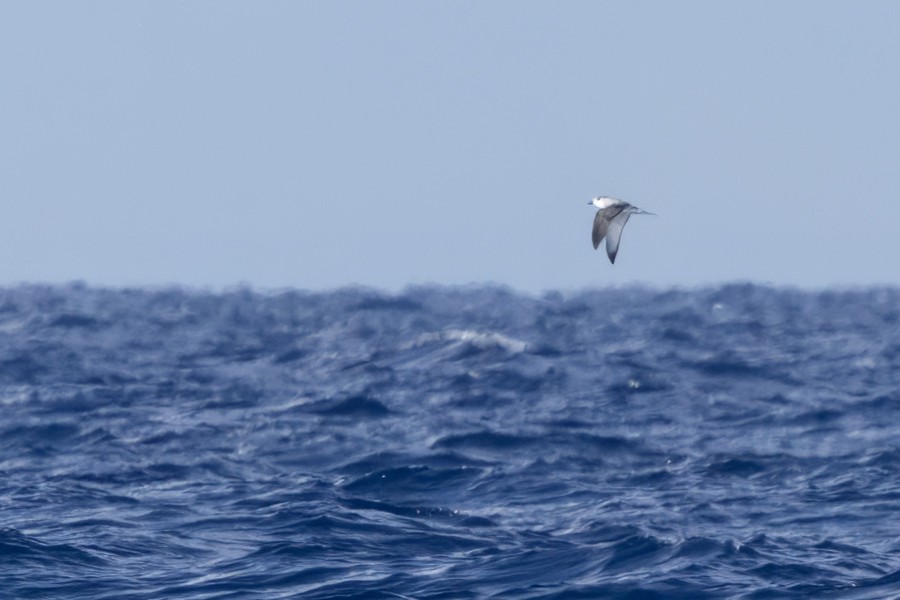 Cook's Petrel - ML645780850