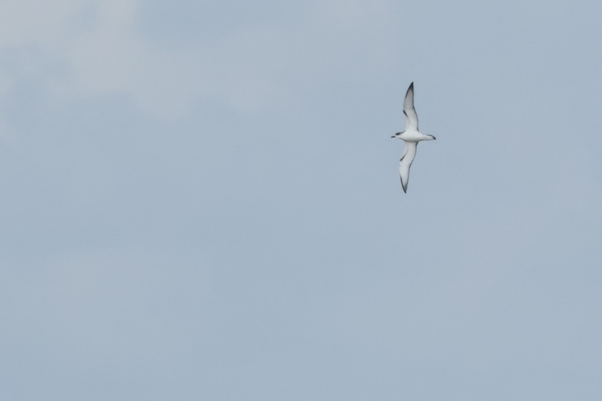 Juan Fernandez Petrel - ML645780852