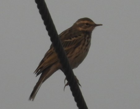 tanımsız Anthus sp. - ML645780861