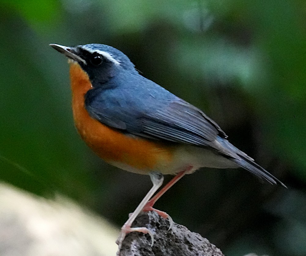 Indian Blue Robin - ML645780862