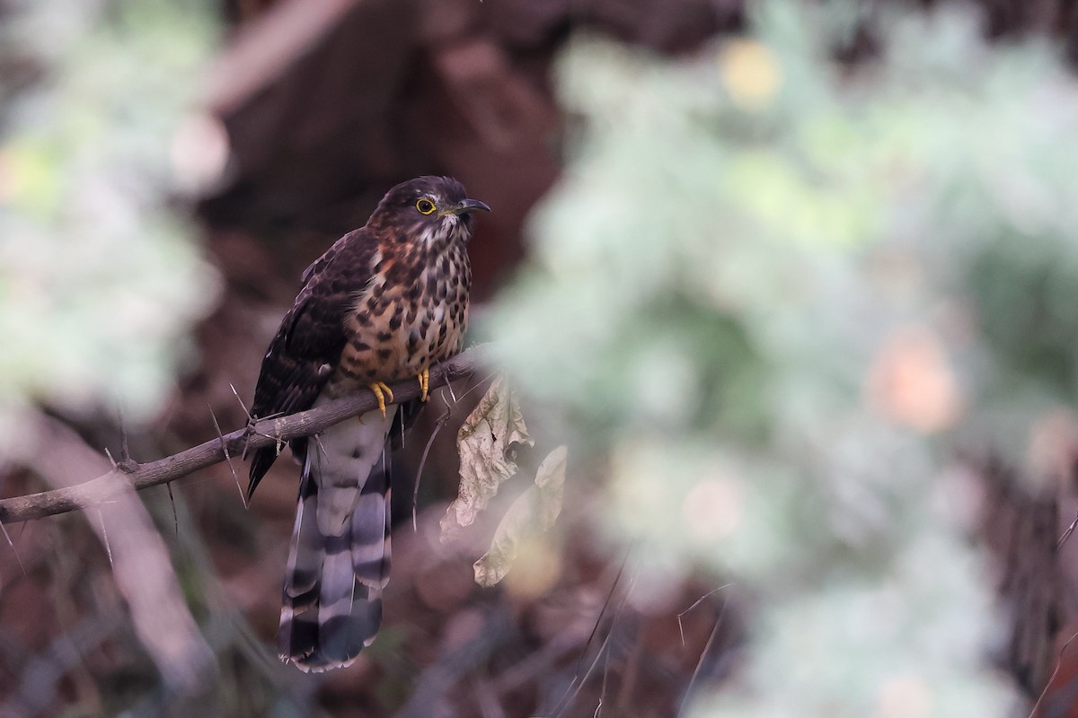 Large Hawk-Cuckoo - ML645780869