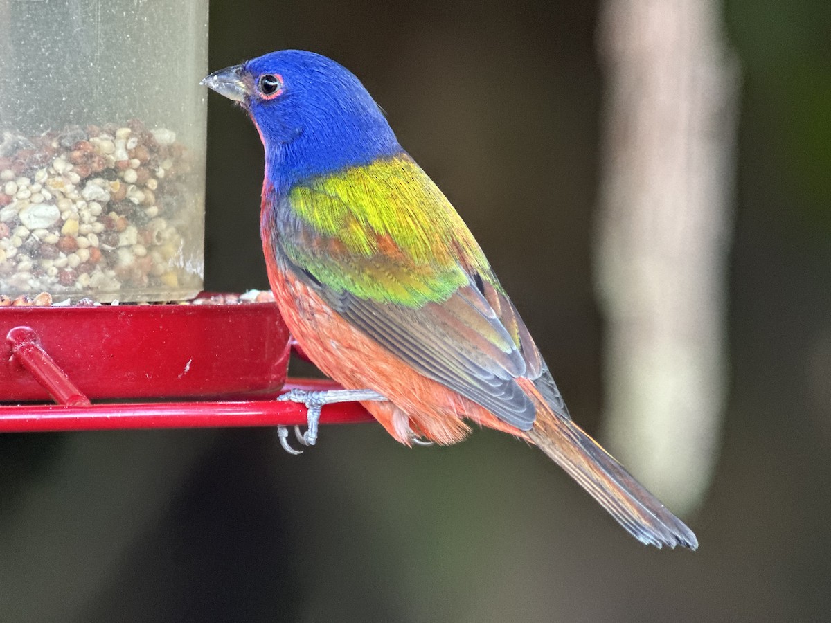 Painted Bunting - ML645780877
