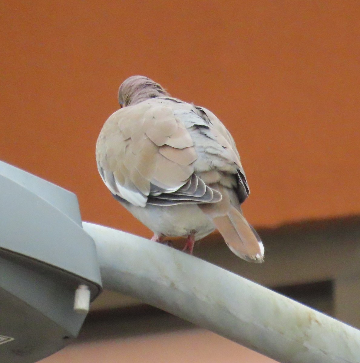 White-winged Dove - ML645780882