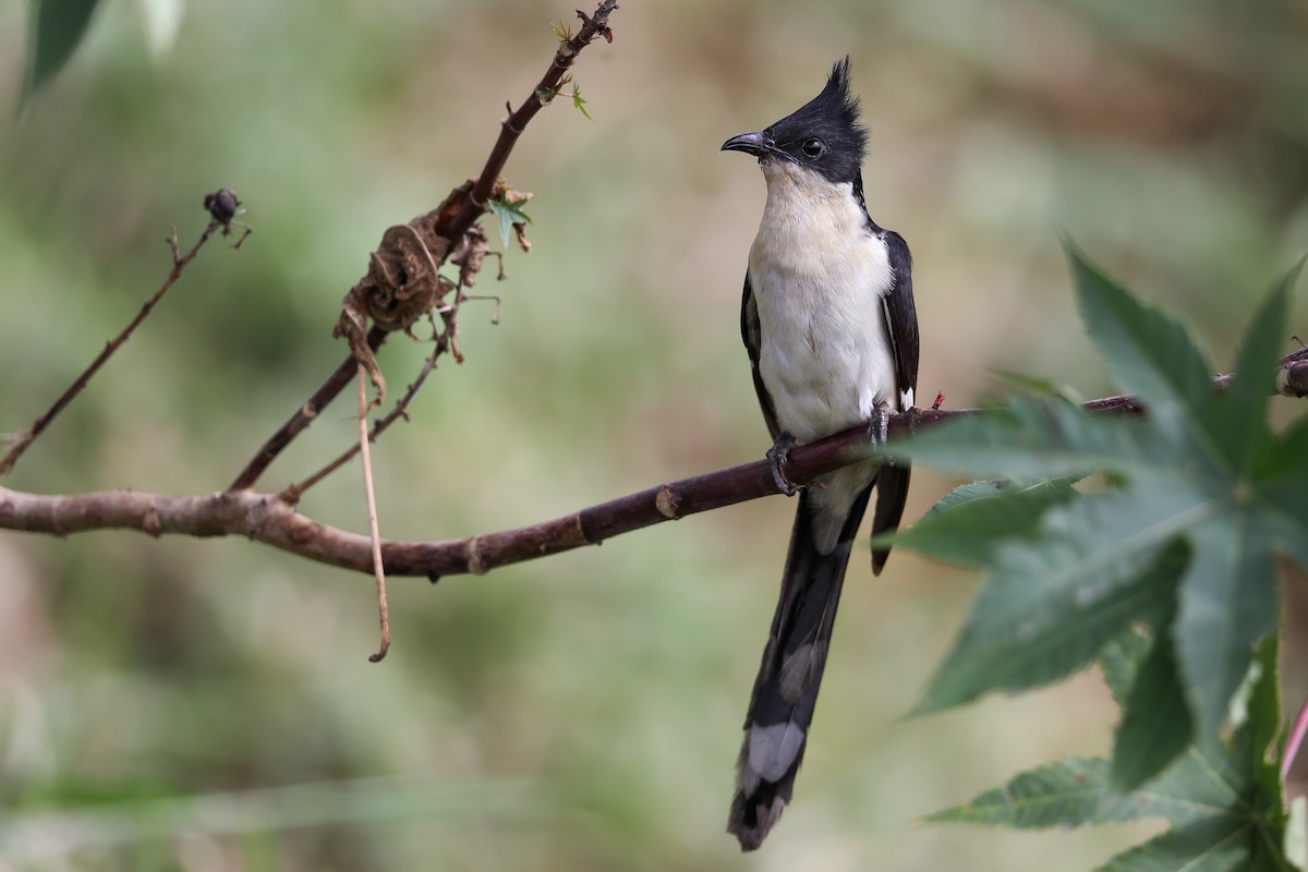斑翅鳳頭鵑 - ML645780885