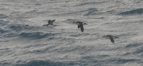 崖海鴉 - ML645780886