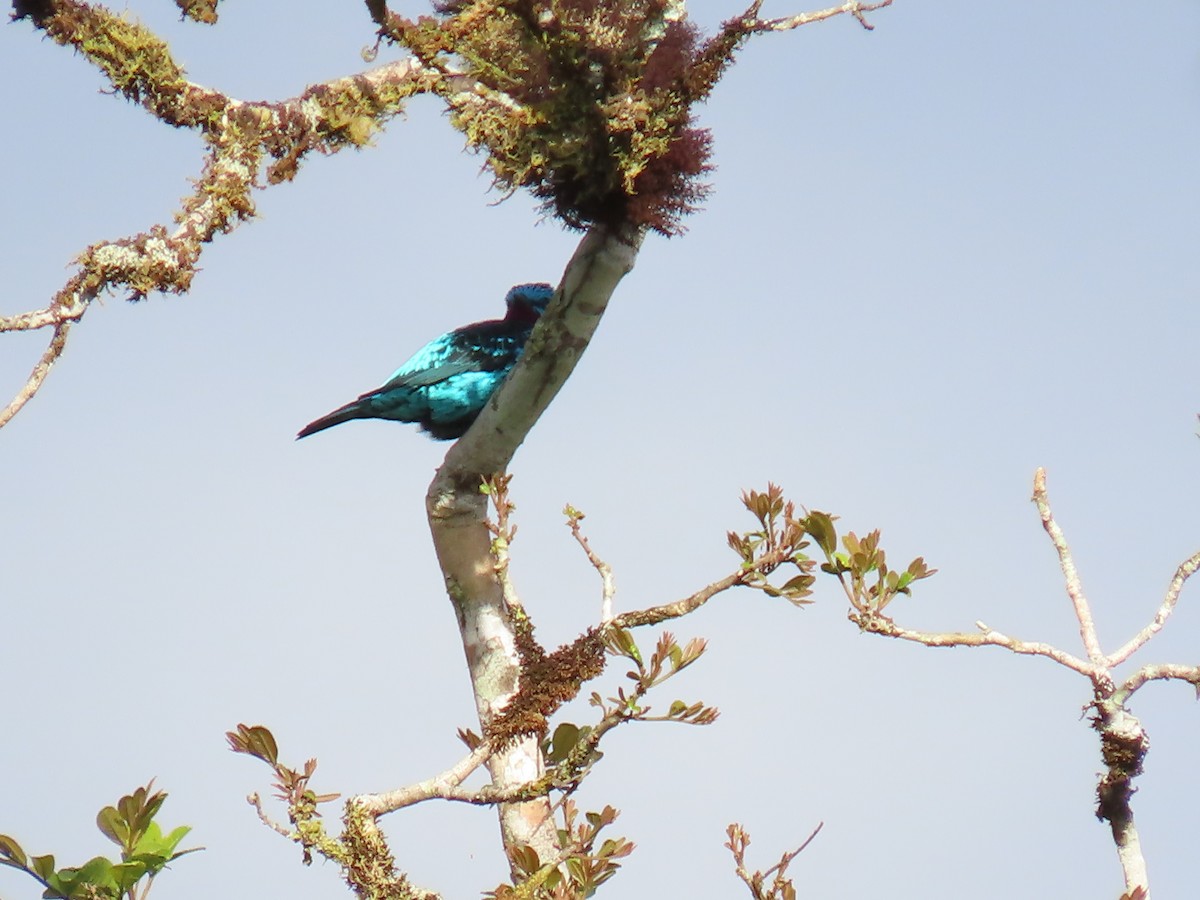 Spangled Cotinga - ML645780888