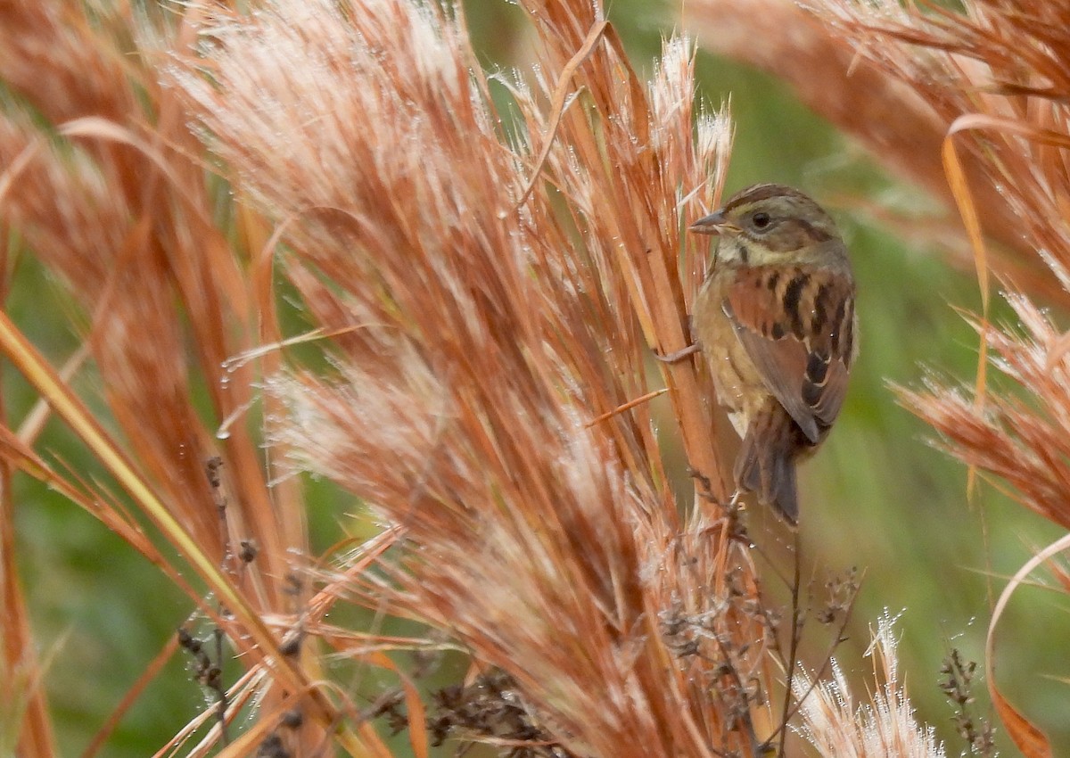 Swamp Sparrow - ML645780889