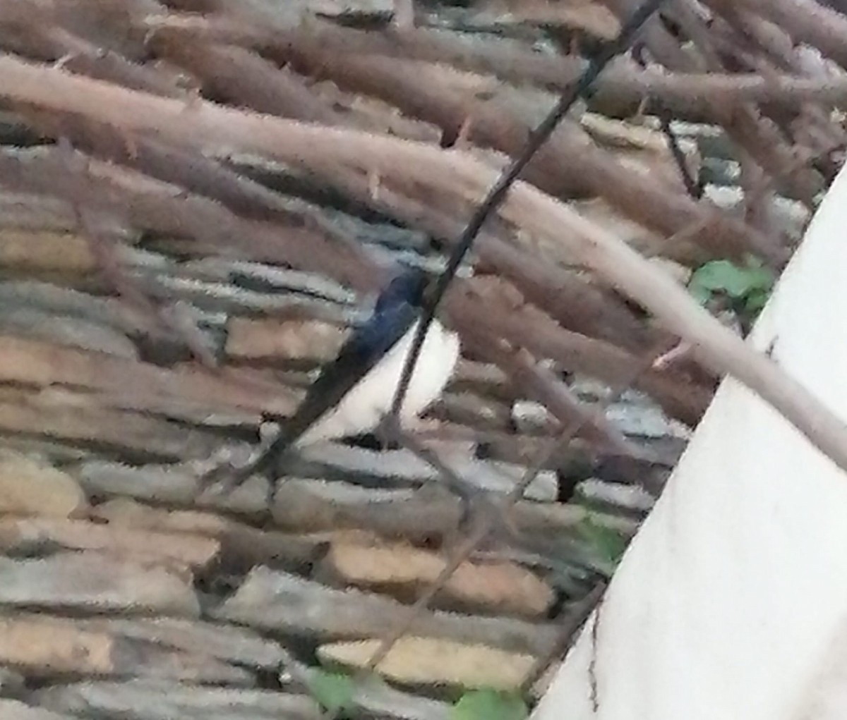 家燕 - ML645780891