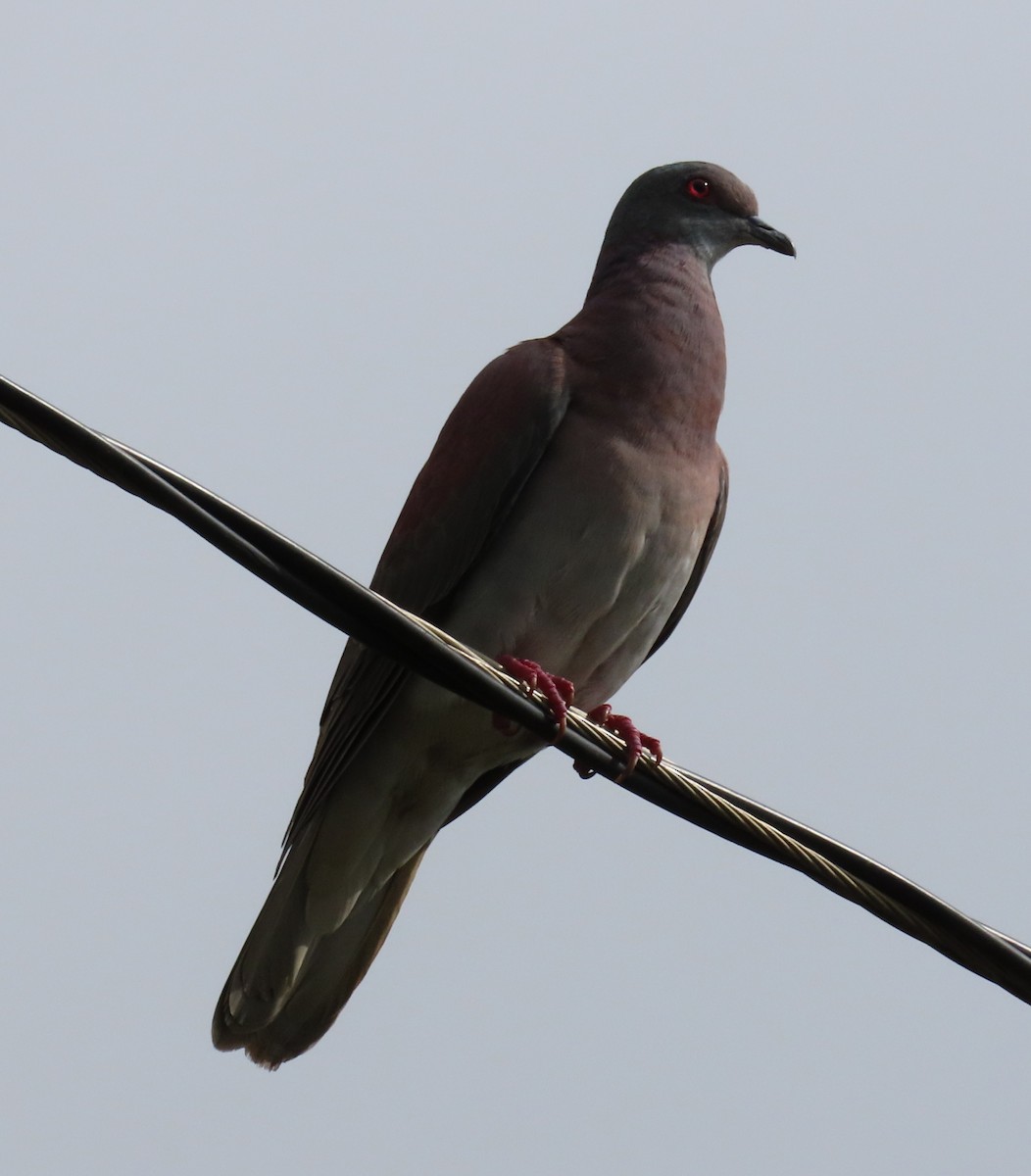 Pale-vented Pigeon - ML645780892