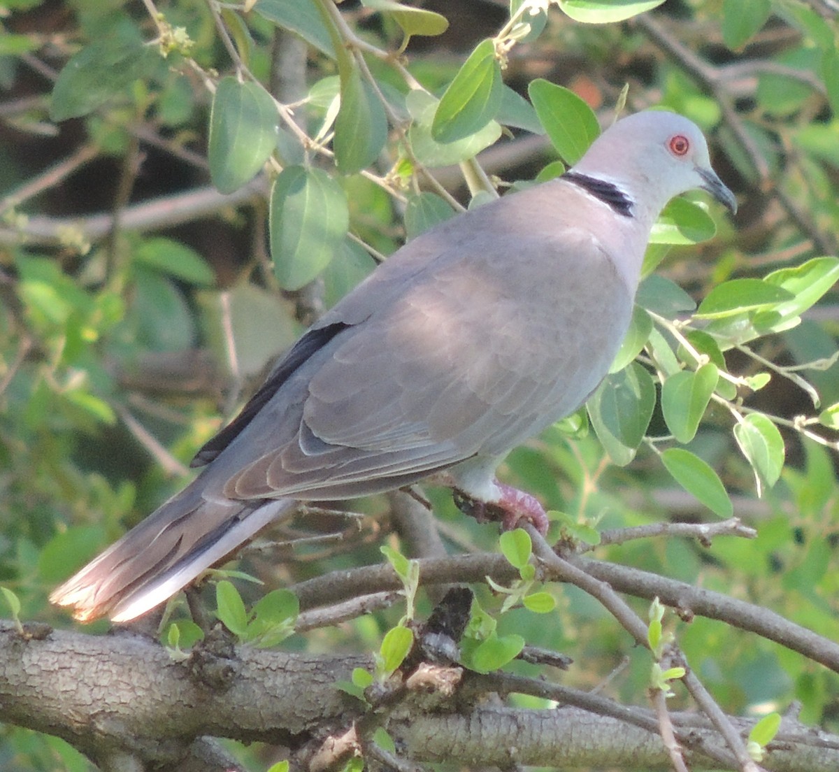 Mourning Collared-Dove - ML645780894