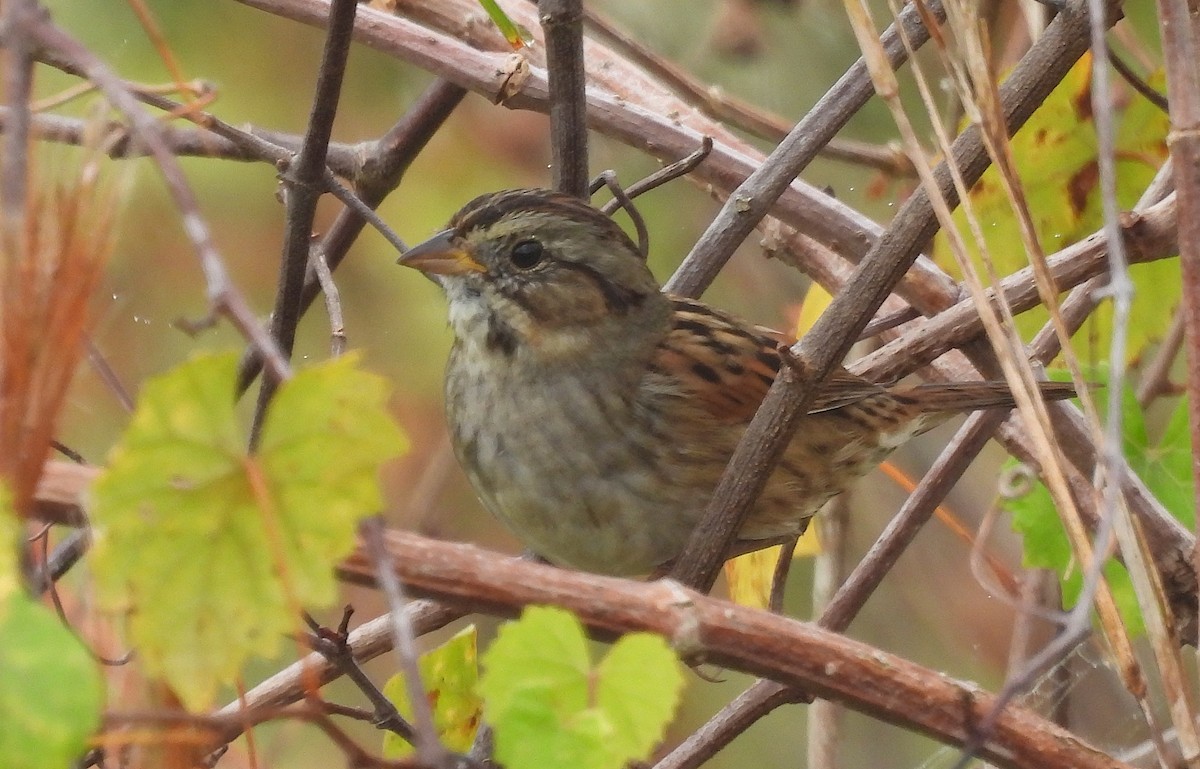 Swamp Sparrow - ML645780895