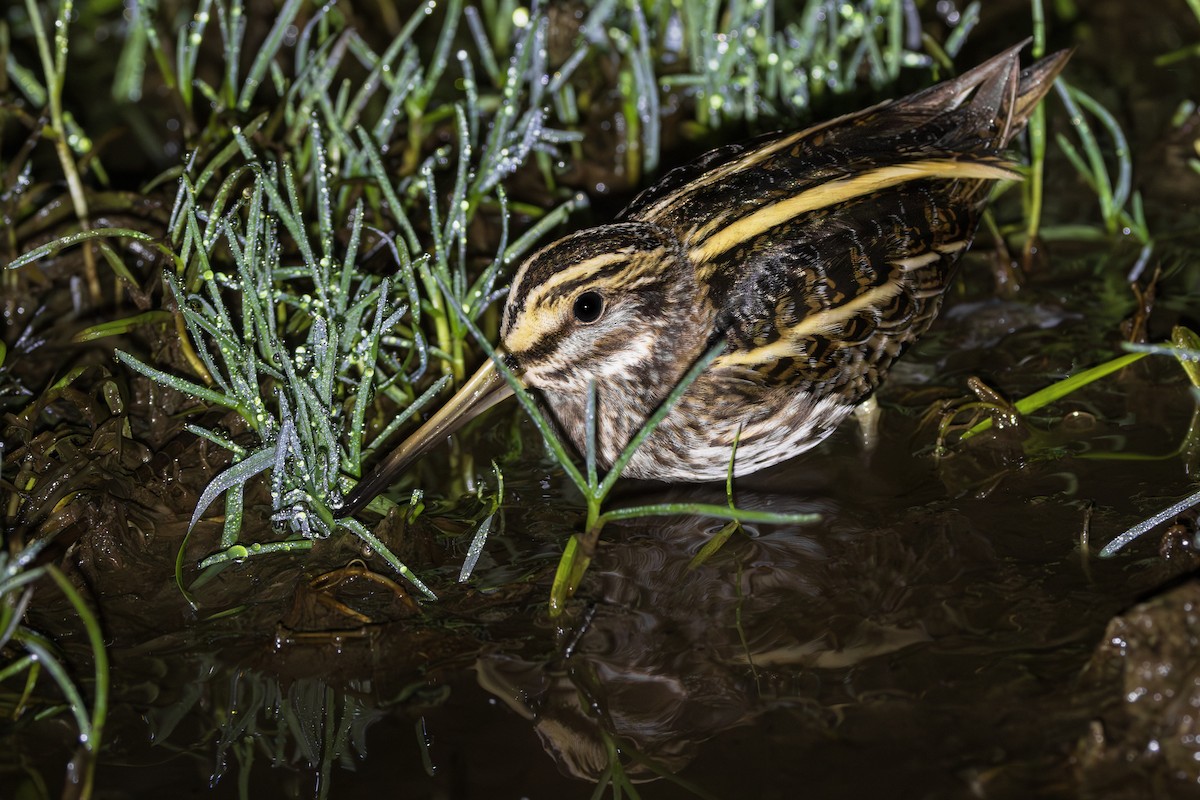 小鷸 - ML645780898