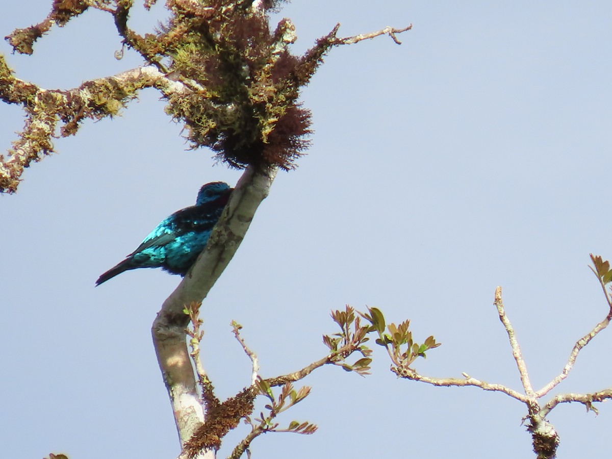 Spangled Cotinga - ML645780904