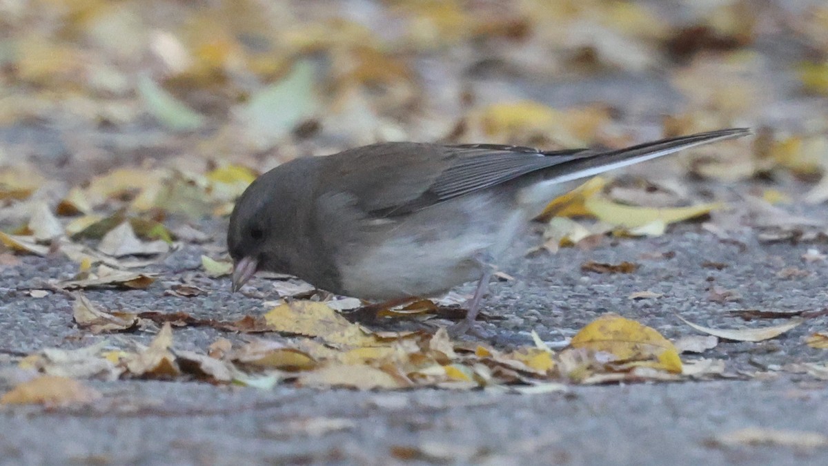 Dark-eyed Junco (Slate-colored/cismontanus) - ML645780905