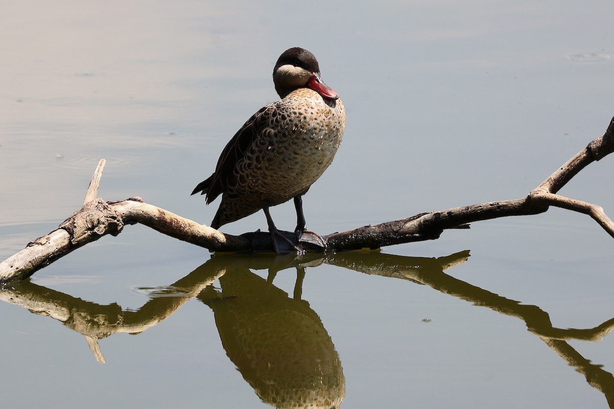 Red-billed Duck - ML645780908