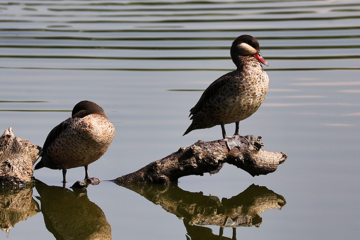 Red-billed Duck - ML645780909