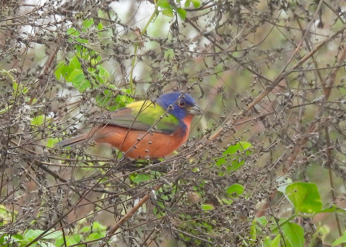 Painted Bunting - ML645780912