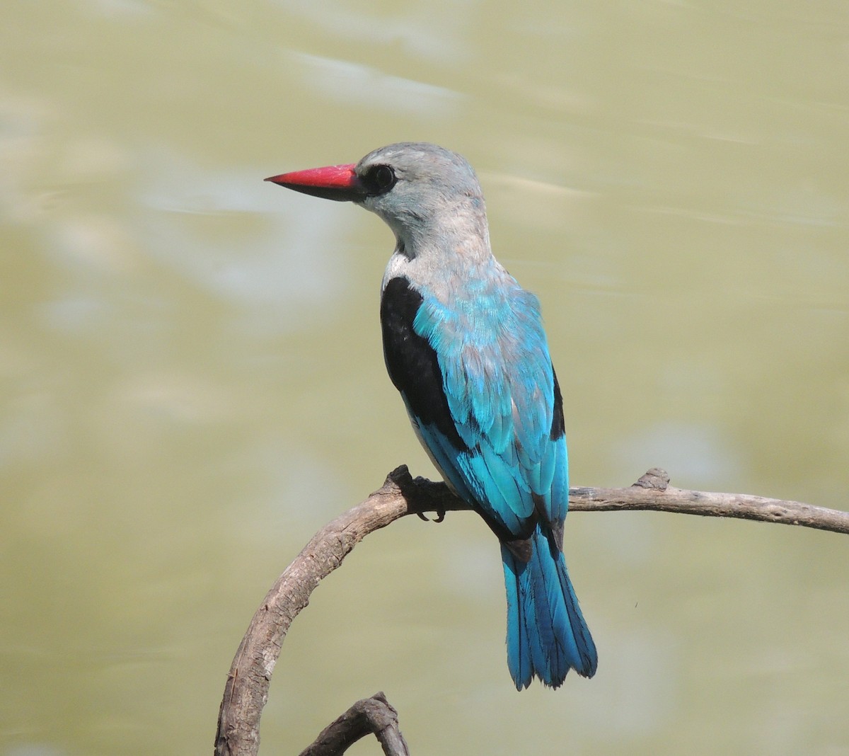 Woodland Kingfisher - ML645780913