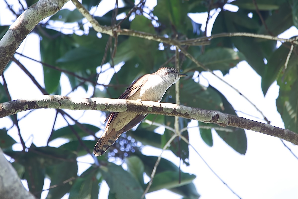 Banded Bay Cuckoo - ML645780914
