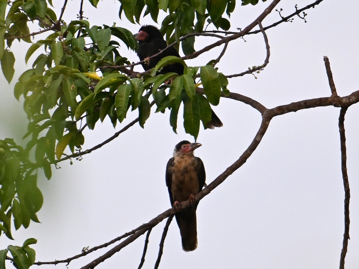 Gray Crow - ML645780917