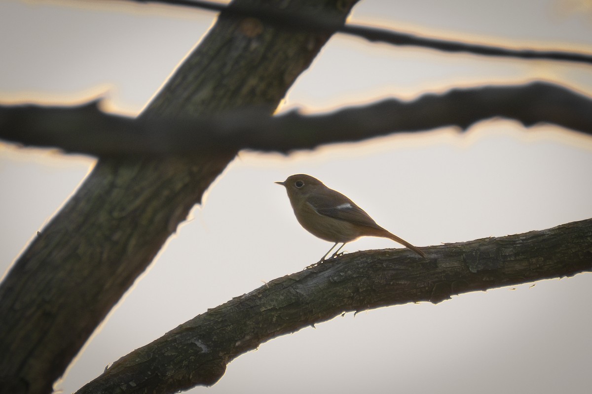 חכלילית סיבירית - ML645780918