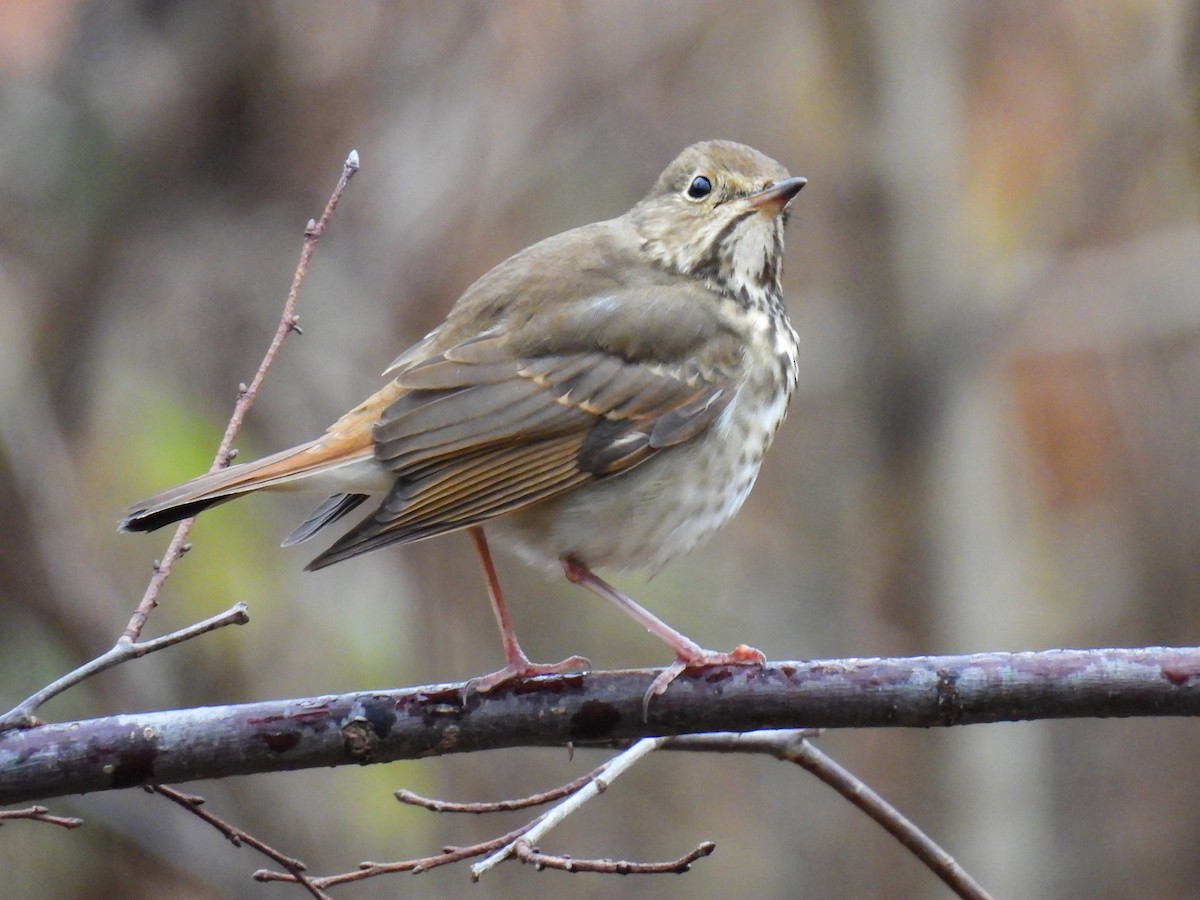 Hermit Thrush - ML645780923