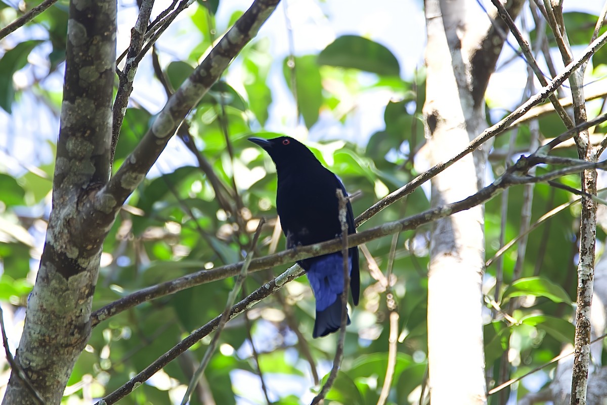 Asian Fairy-bluebird - ML645780924