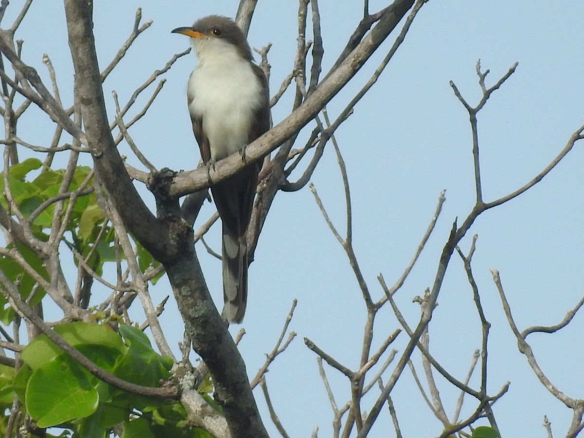 Yellow-billed Cuckoo - ML645780925
