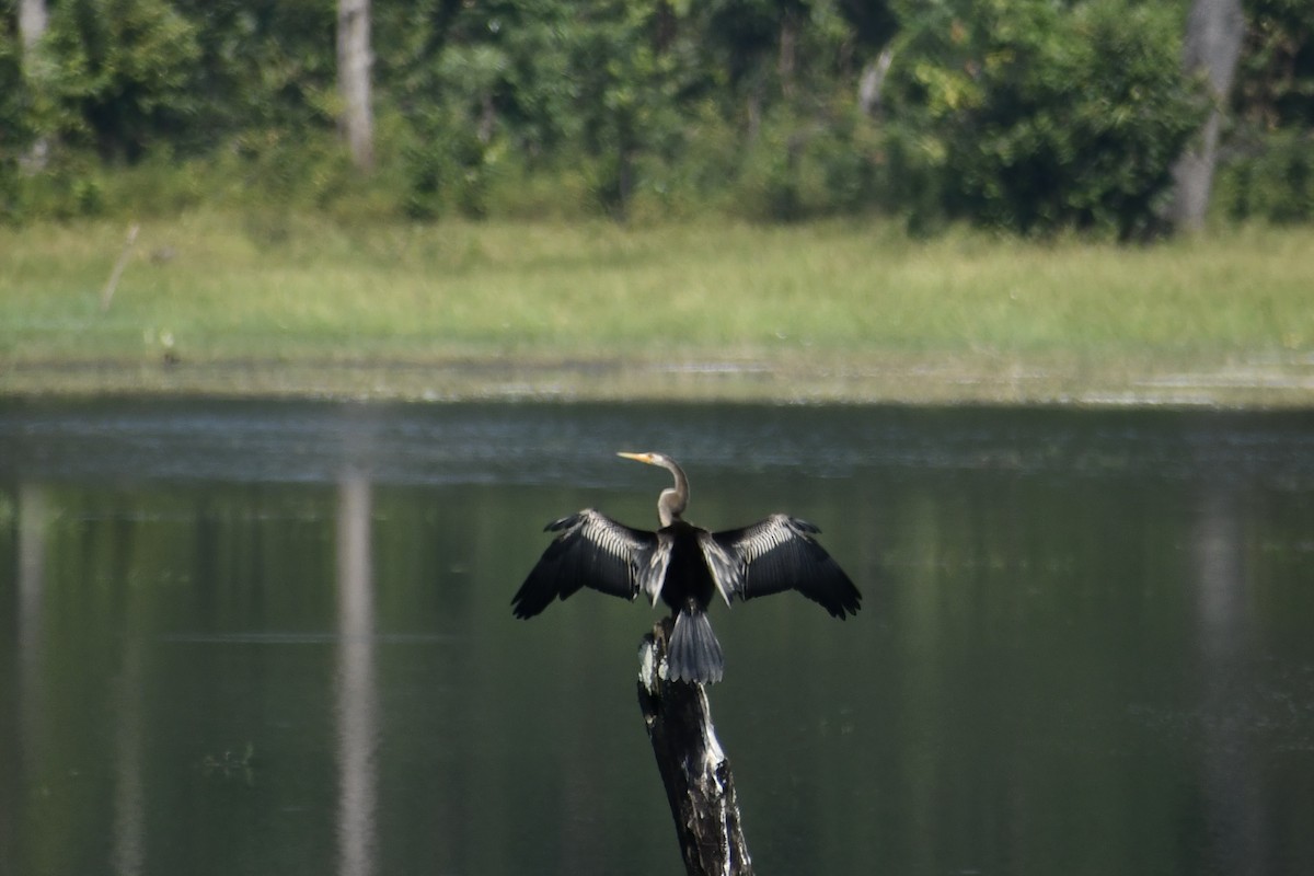 orientslangehals - ML645780927