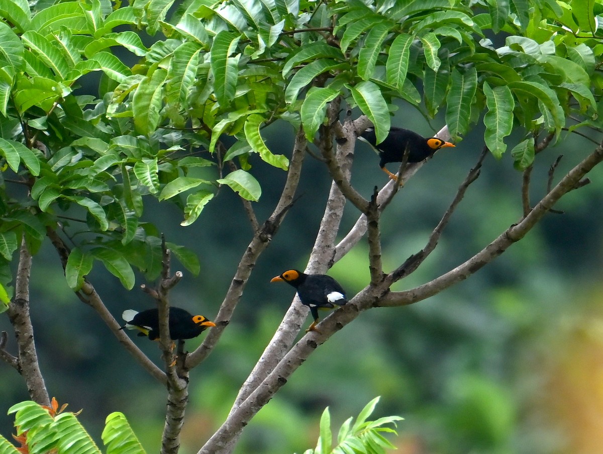 Yellow-faced Myna - ML645780930