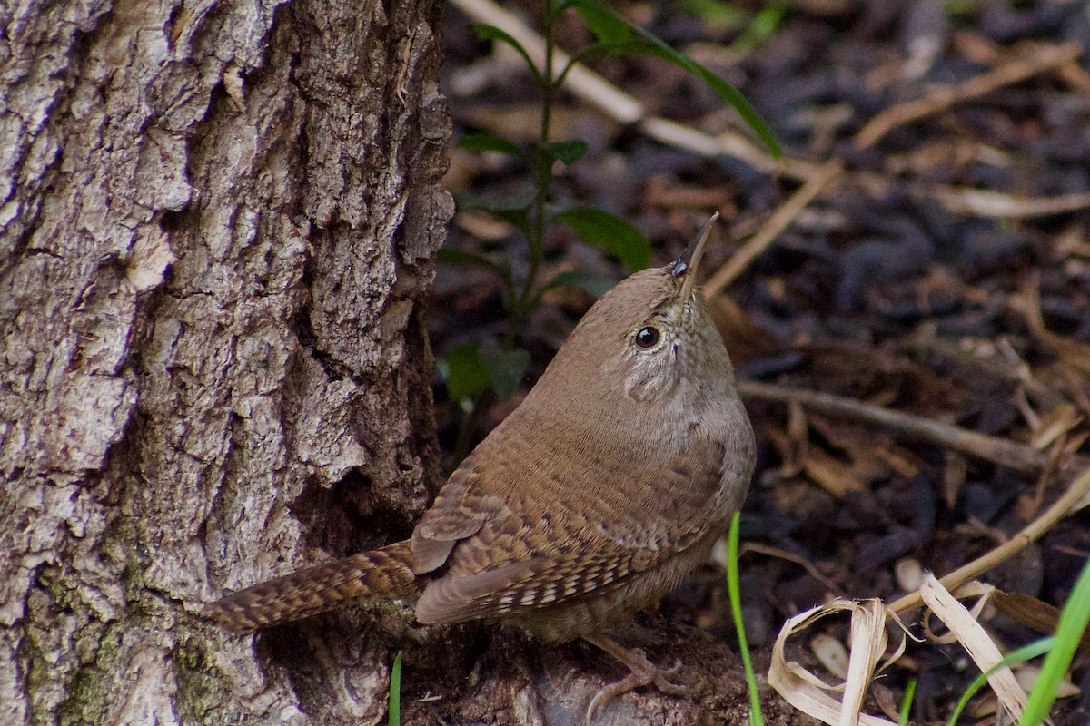 Northern House Wren - ML645780935