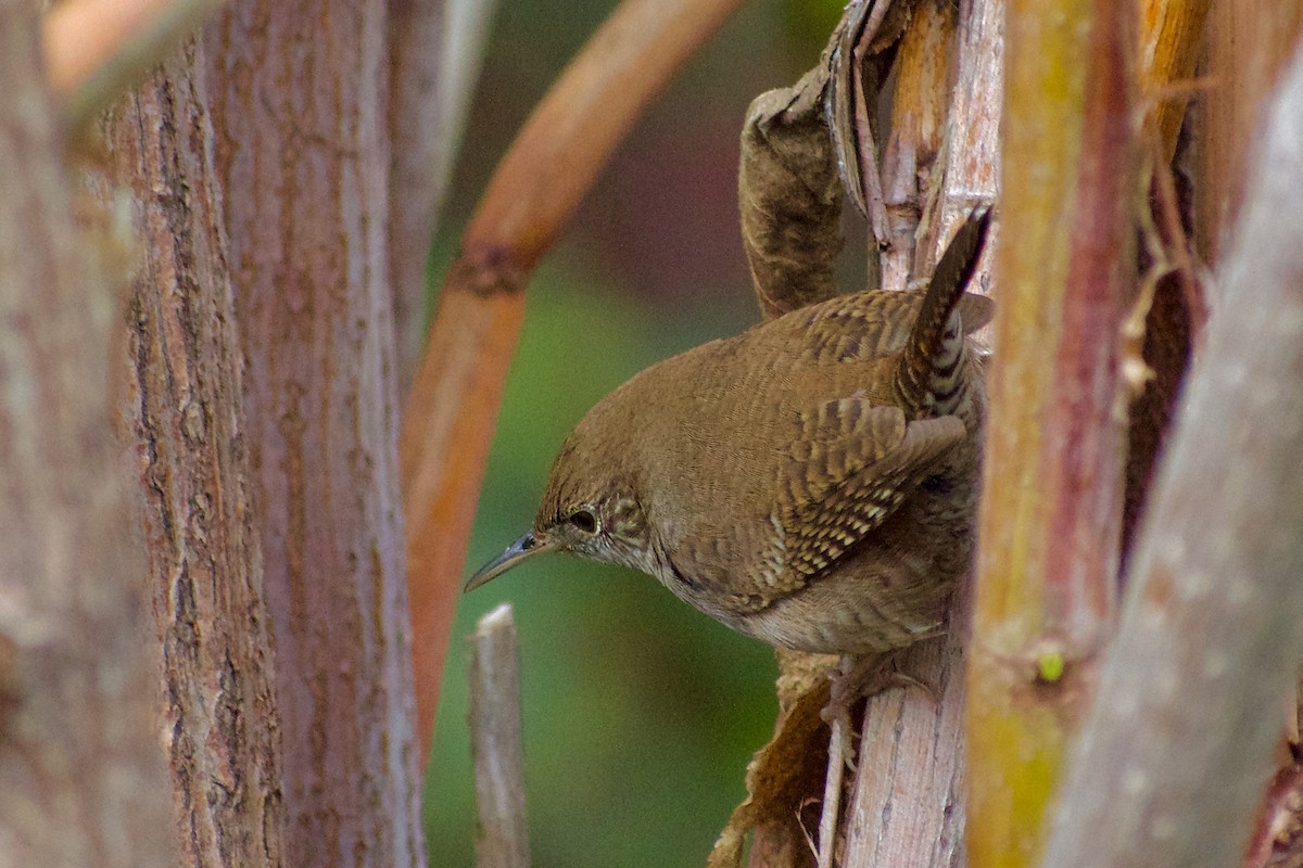 Northern House Wren - ML645780936