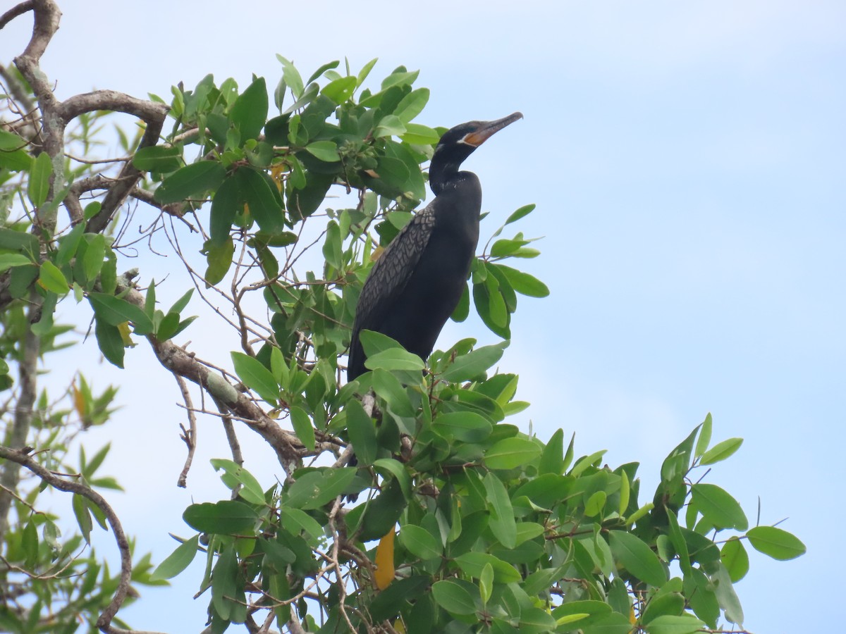 Neotropic Cormorant - ML645780948
