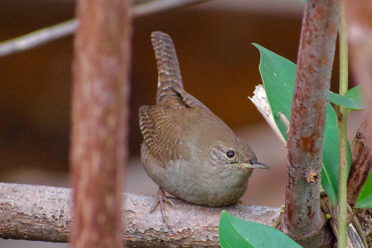 Northern House Wren - ML645780952