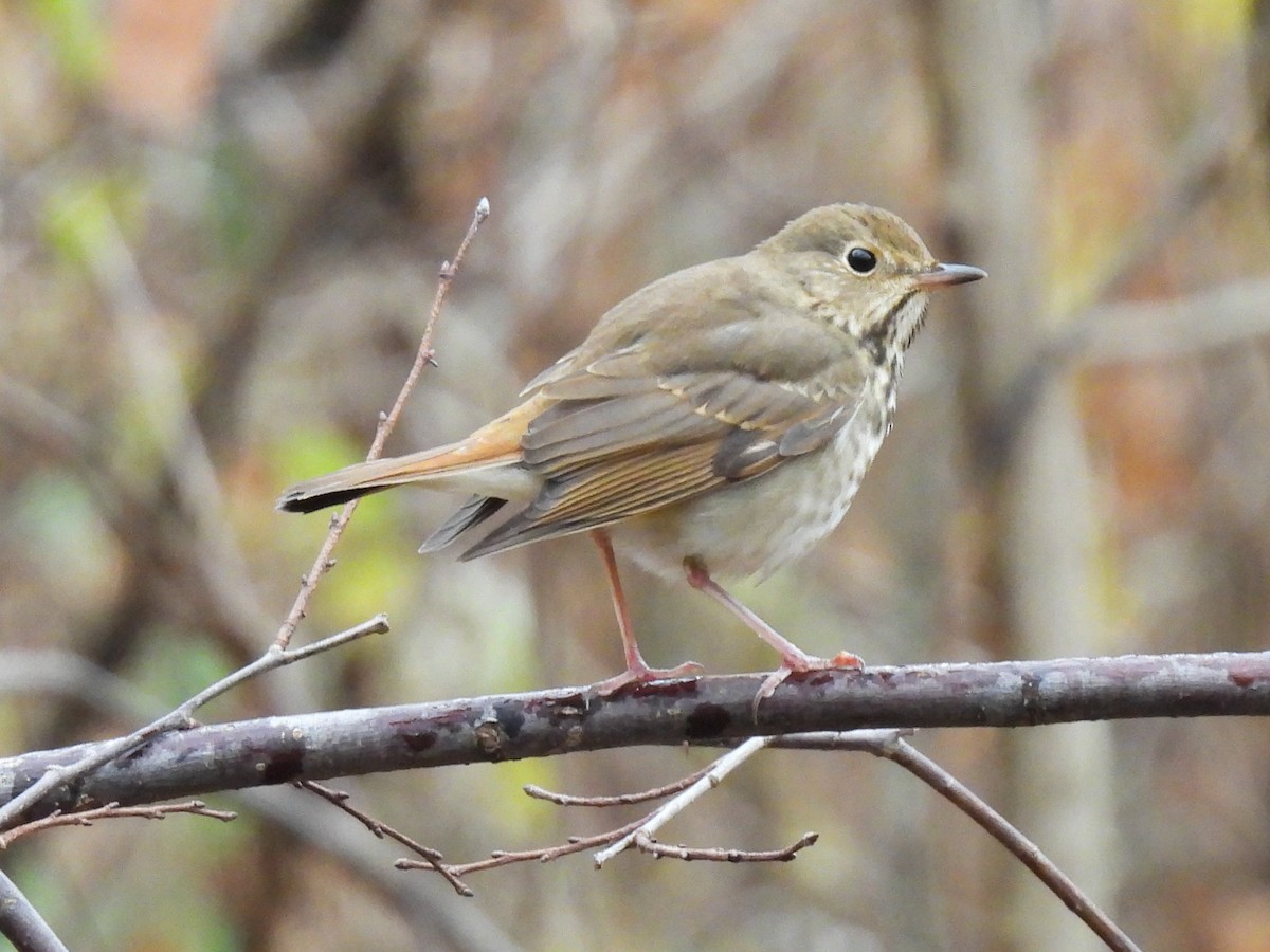 Дрізд-короткодзьоб плямистоволий - ML645780954