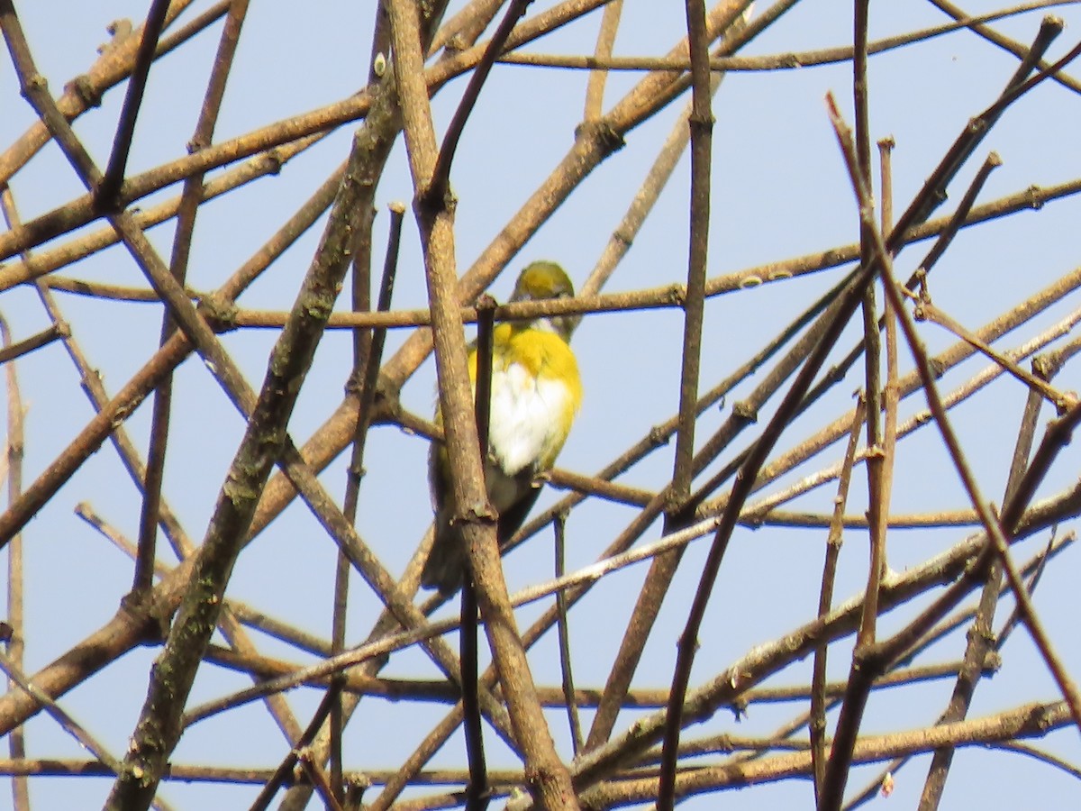 Ak Etekli Öfonya - ML645780964