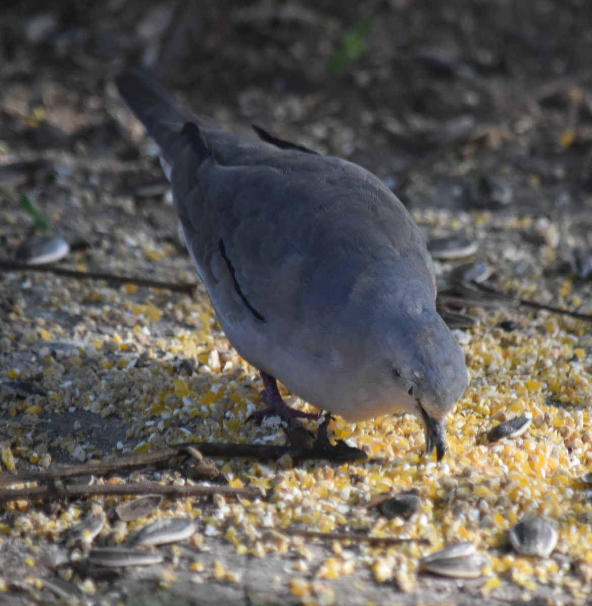 Picui Ground Dove - ML645780968