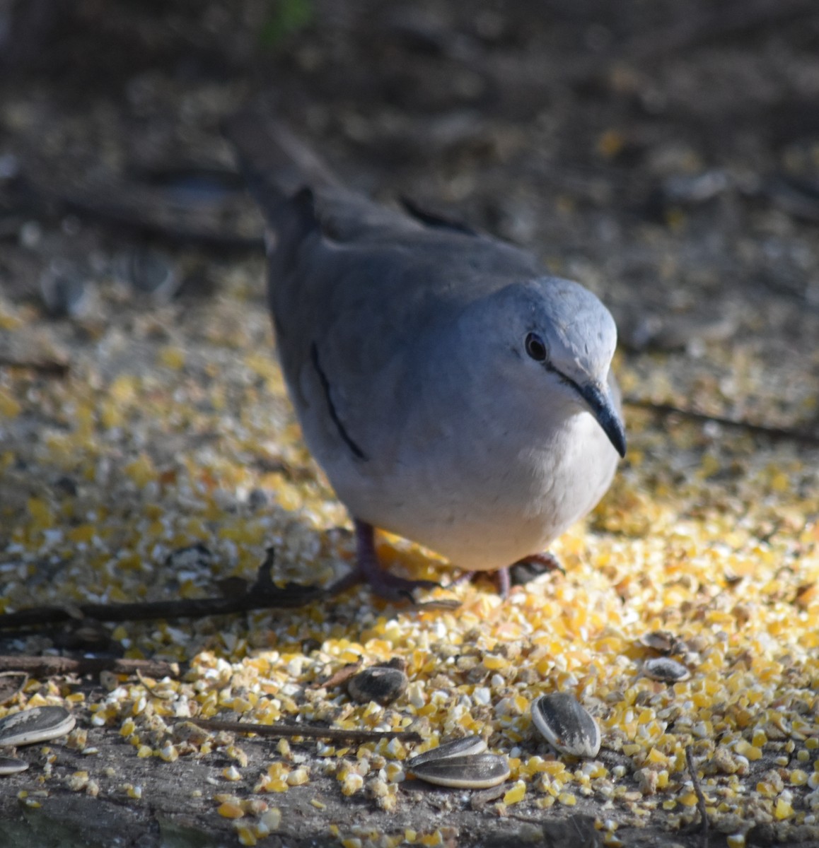 Picui Ground Dove - ML645780969