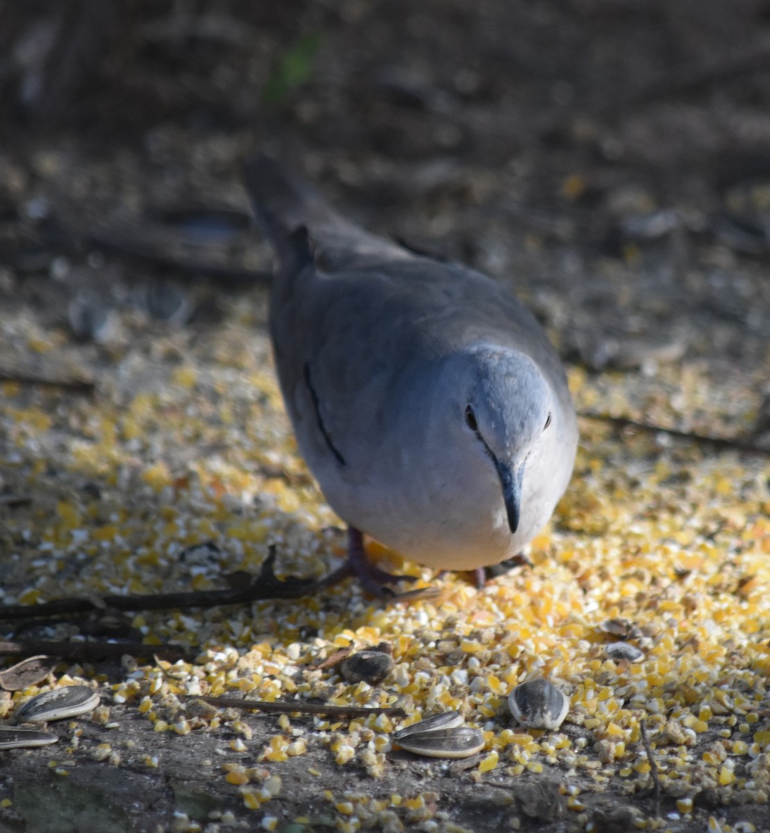 Picui Ground Dove - ML645780970