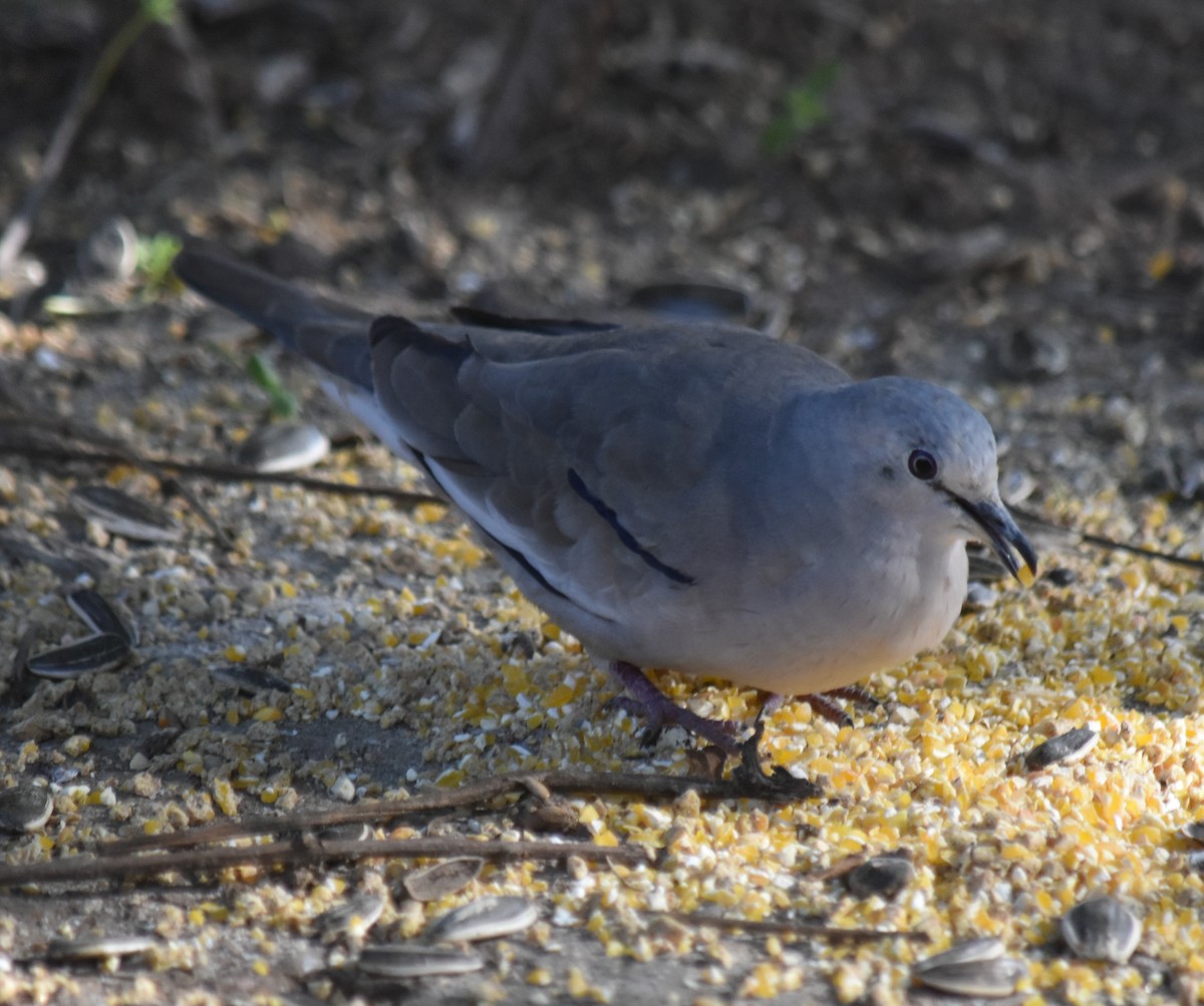 Picui Ground Dove - ML645780971