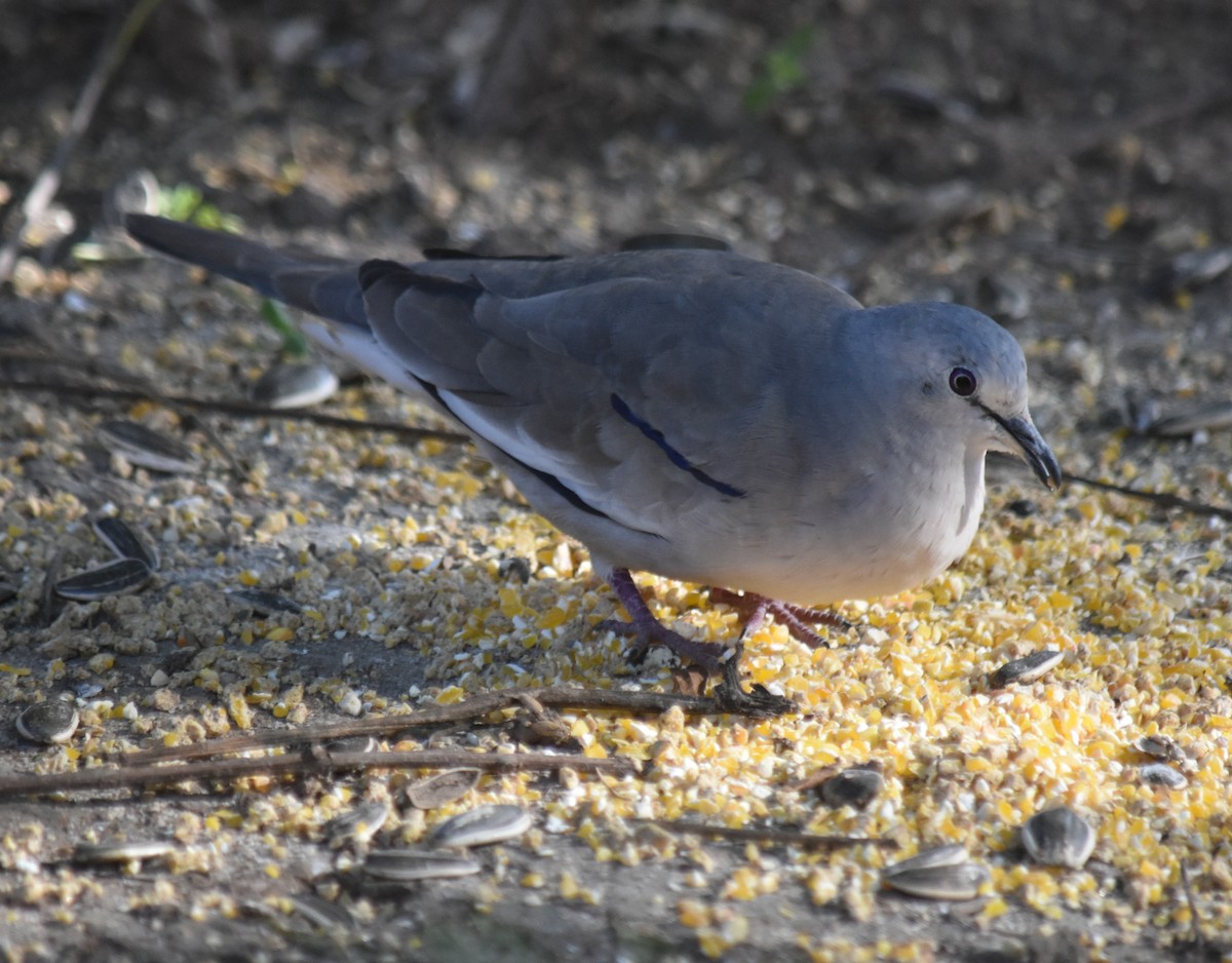 Picui Ground Dove - ML645780972