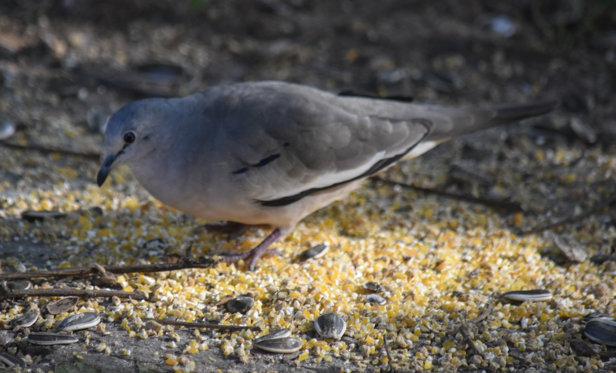 Picui Ground Dove - ML645780973