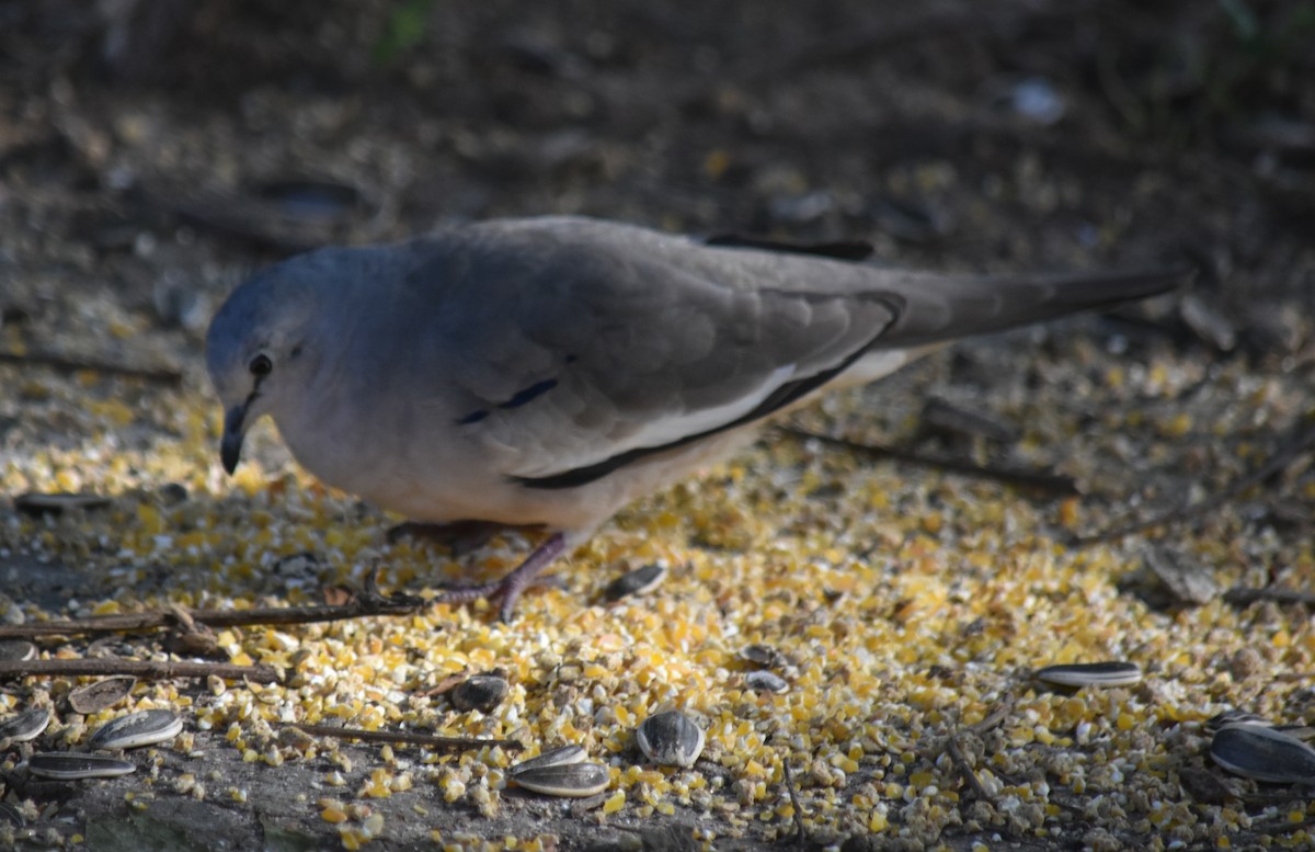 Picui Ground Dove - ML645780974