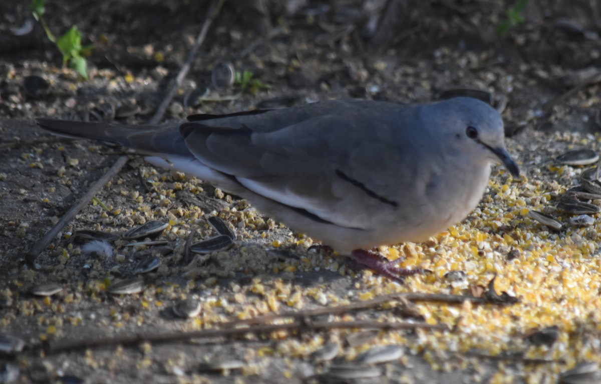 Picui Ground Dove - ML645780975